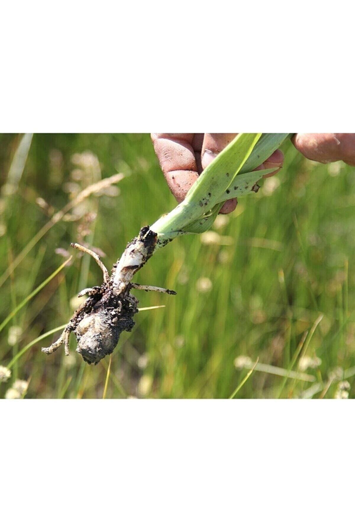 Salep Fidesi(50 Adet)