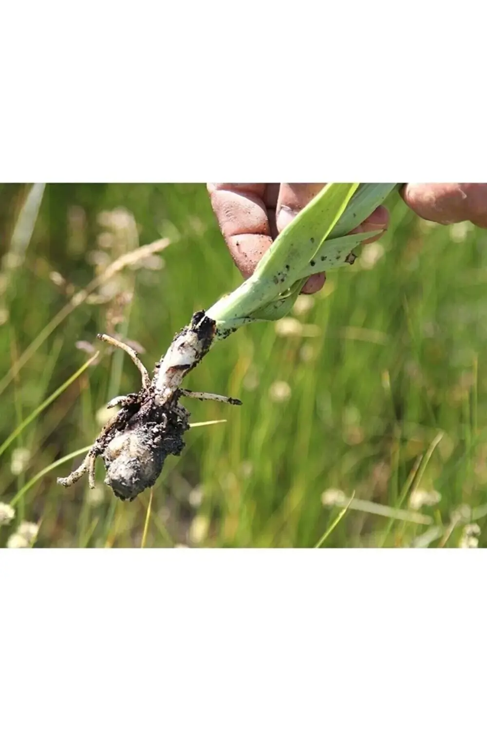 Salep Fidesi(50 Adet)