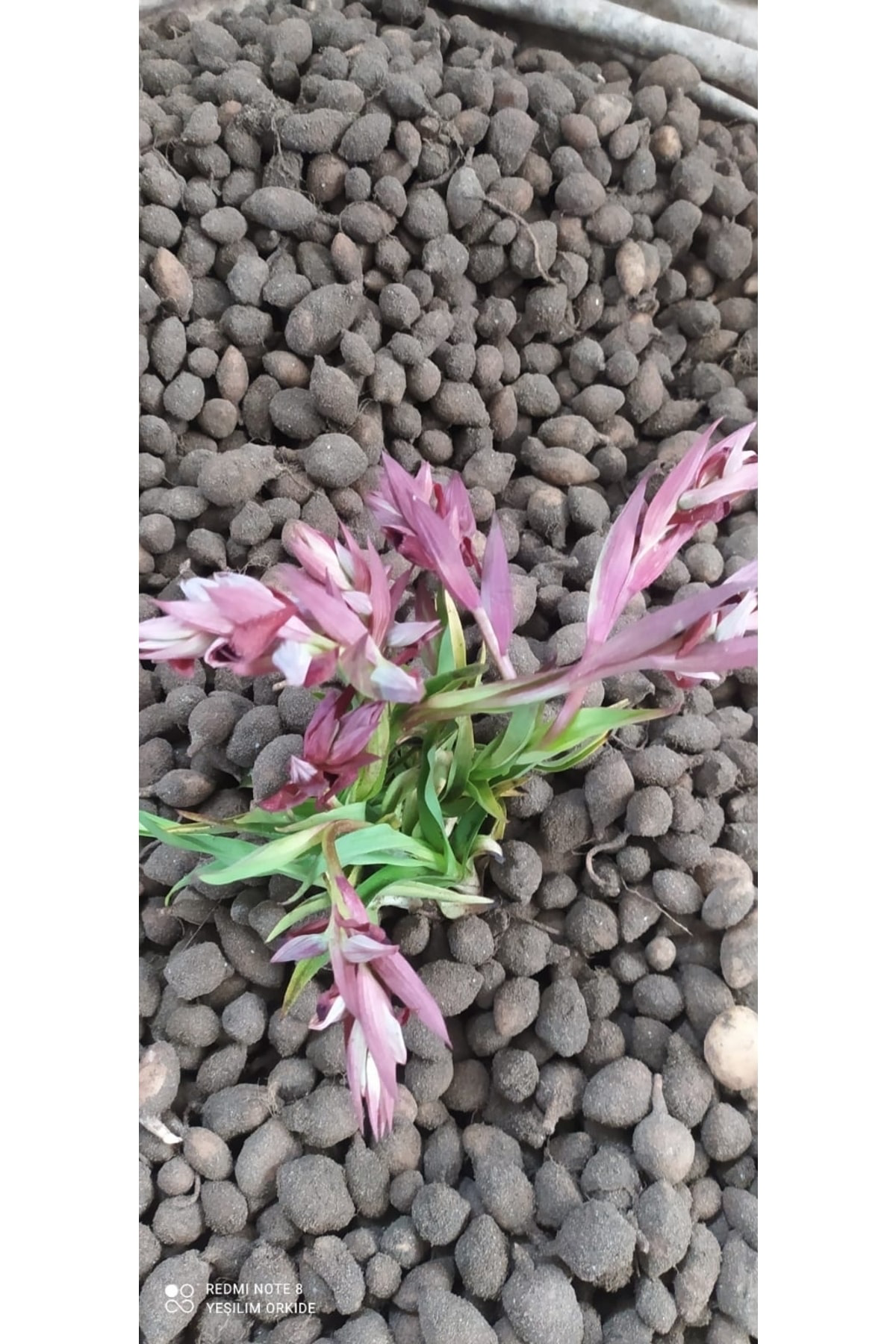 Erva Peysaj Salep Fisesi Tohumu 55 Adet