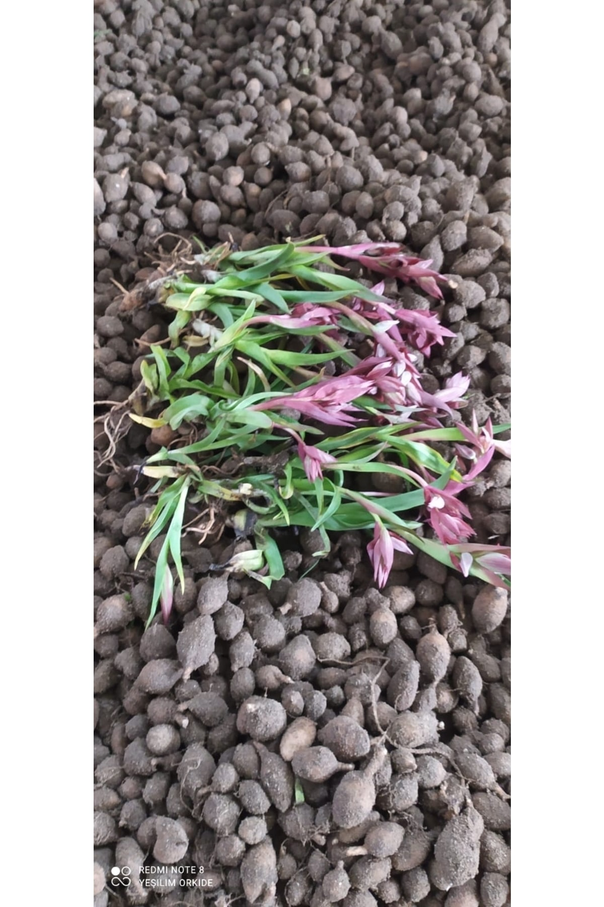 Erva Peysaj Salep Fisesi Tohumu 55 Adet