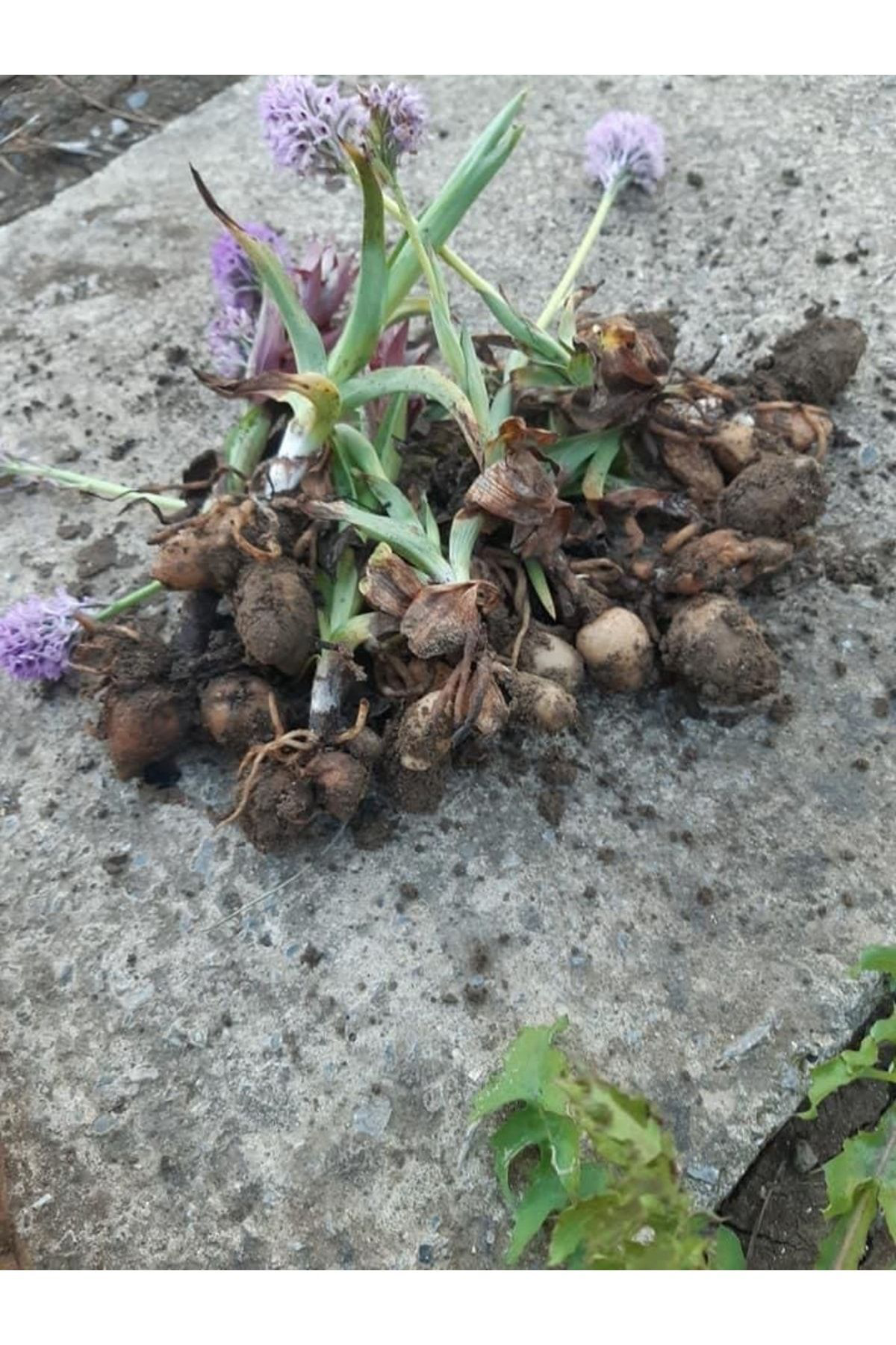 Salep Orkidesi 50 Adet