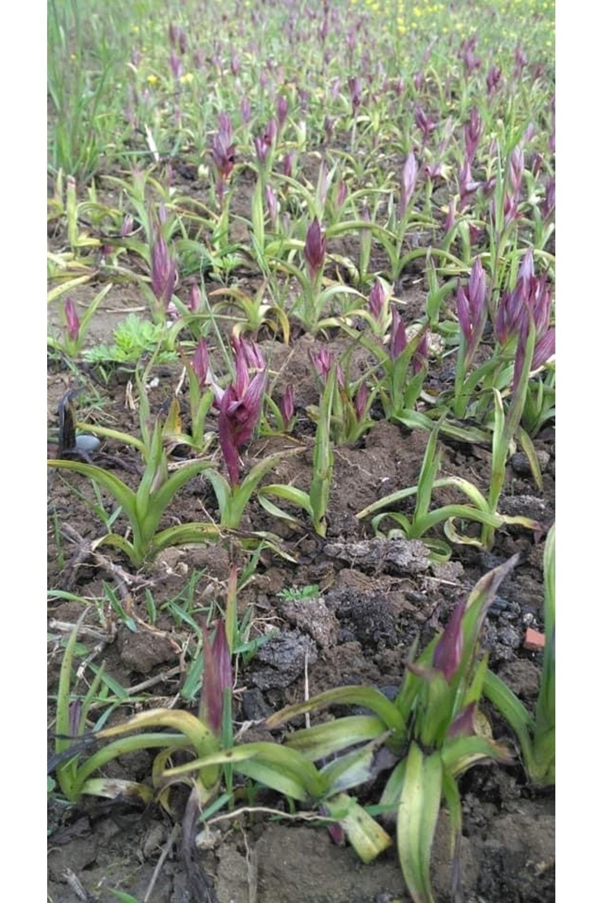 Salep Orkidesi 50 Adet