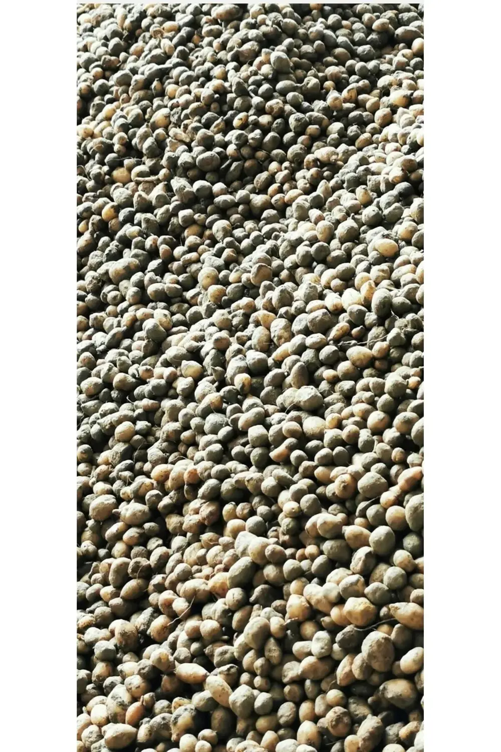 Salep Tohumu, Yıkanmamış, Dikime Hazır (20 ADET)