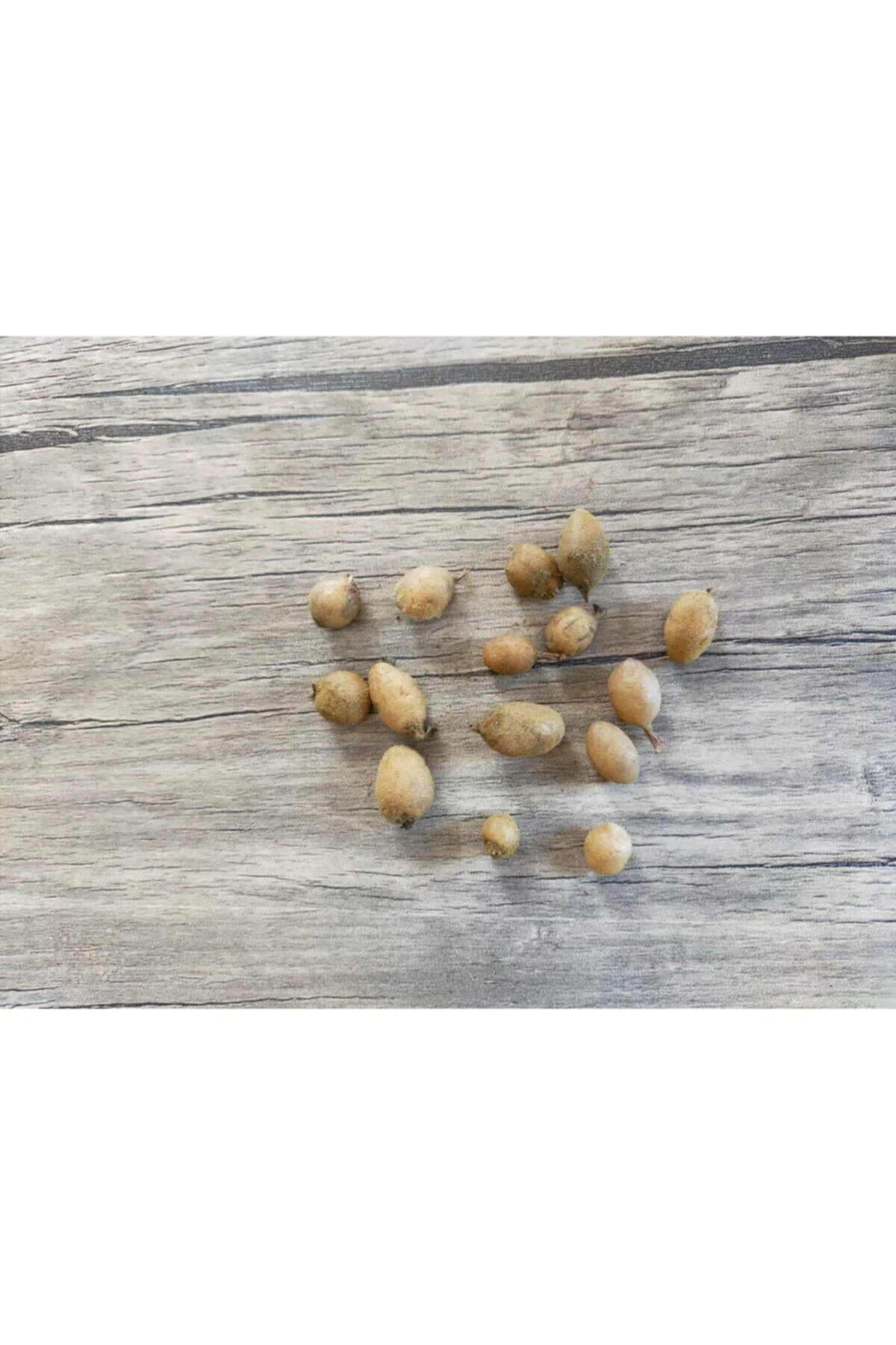 Salep Tohumu Yumrusu Belgeli Yerden Alınır 55 Adet