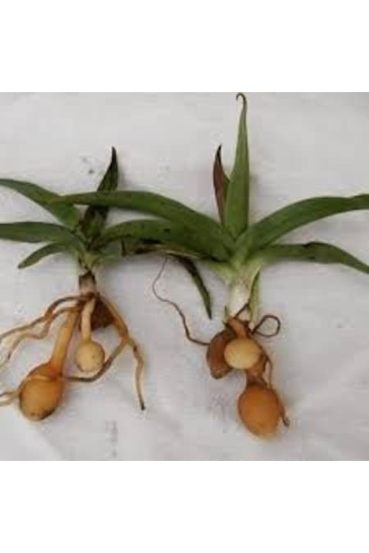 Alanyatropikal Salep Yumrusu 10 Adet