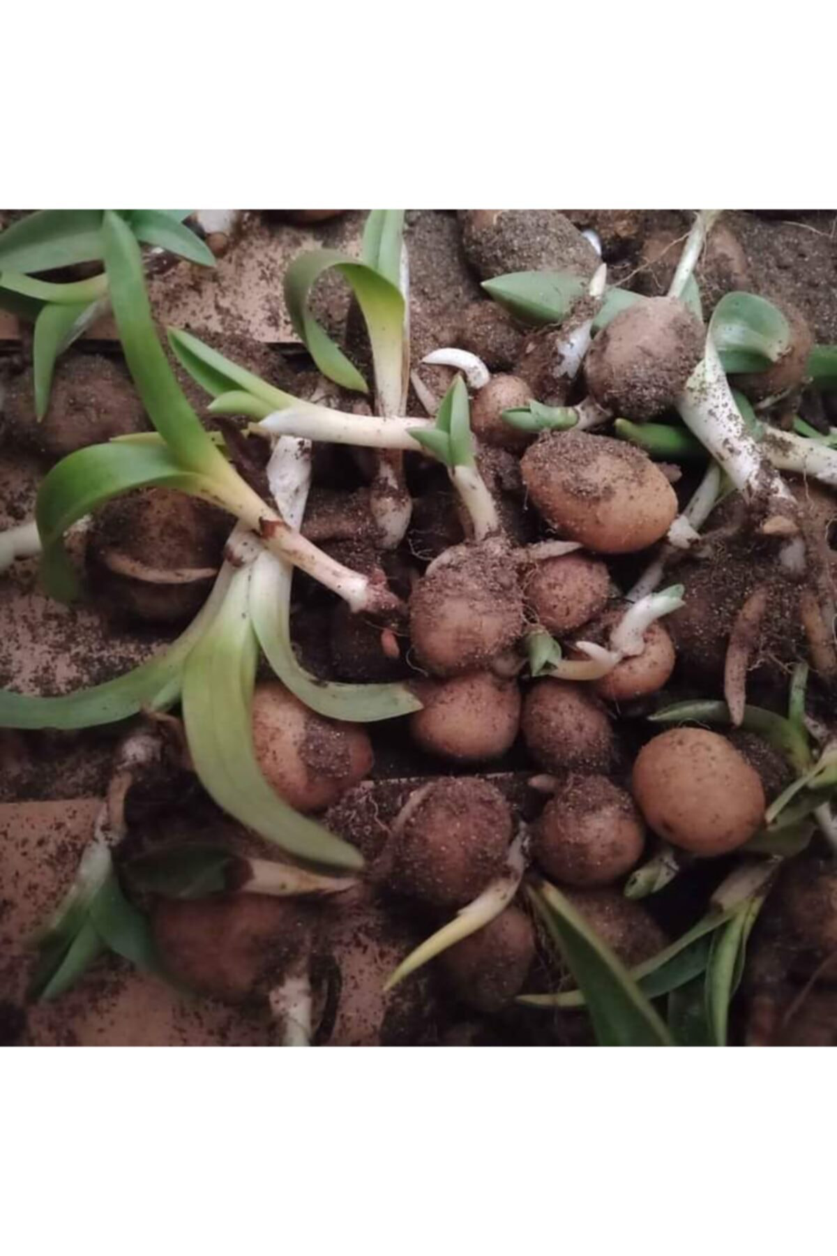 Alanyatropikal Salep Yumrusu 10 Adet