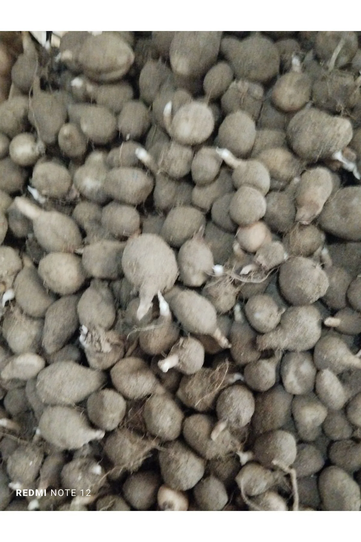 Salep Yumrusu .10. Adet Gıda Amaçlı Salep Yumrusu .10. Adet Gıda Amaçlı