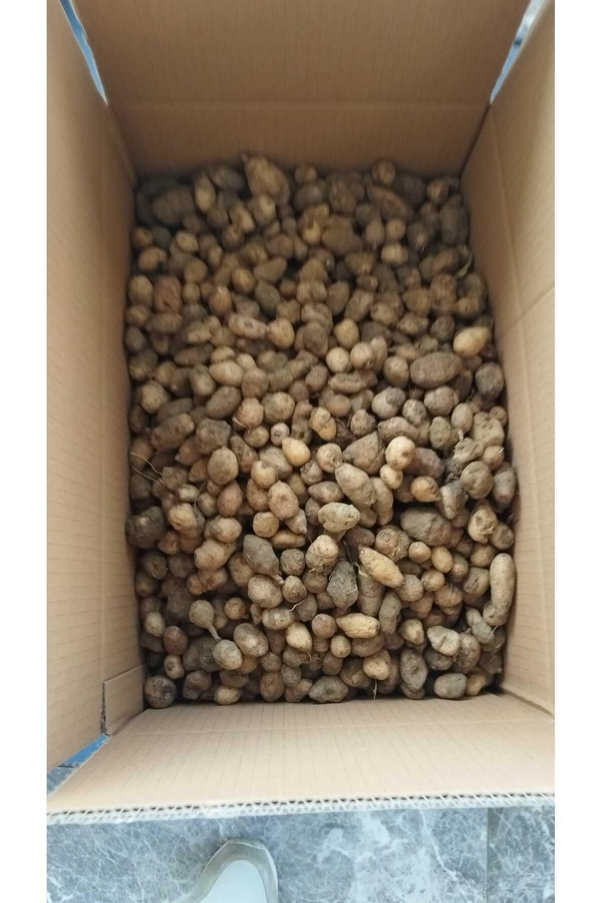 Lider Salep Salep Yumrusu | 150 Adet | Organik Salep Yumrusu & Doğal Salep To