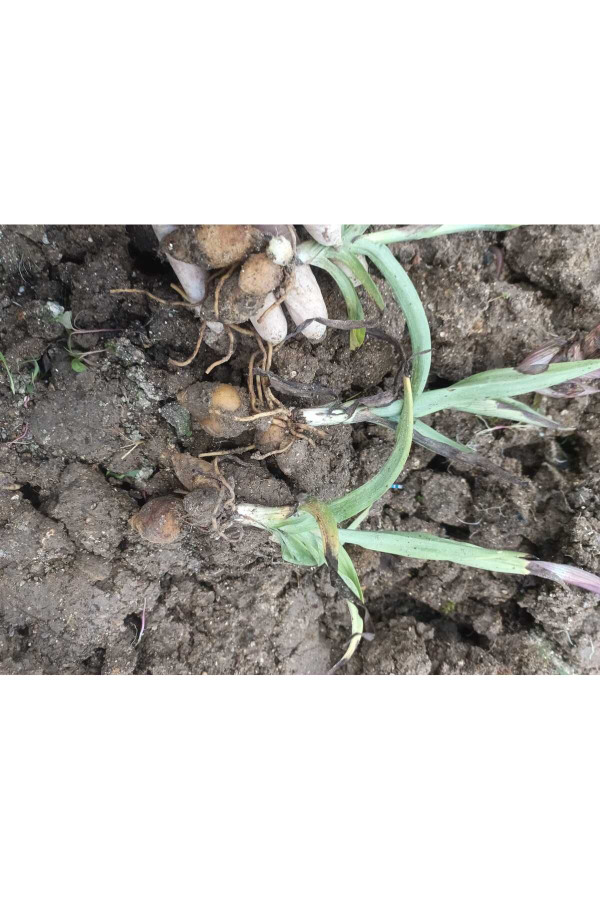 Lider Salep Salep Yumrusu | 150 Adet | Organik Salep Yumrusu & Doğal Salep To