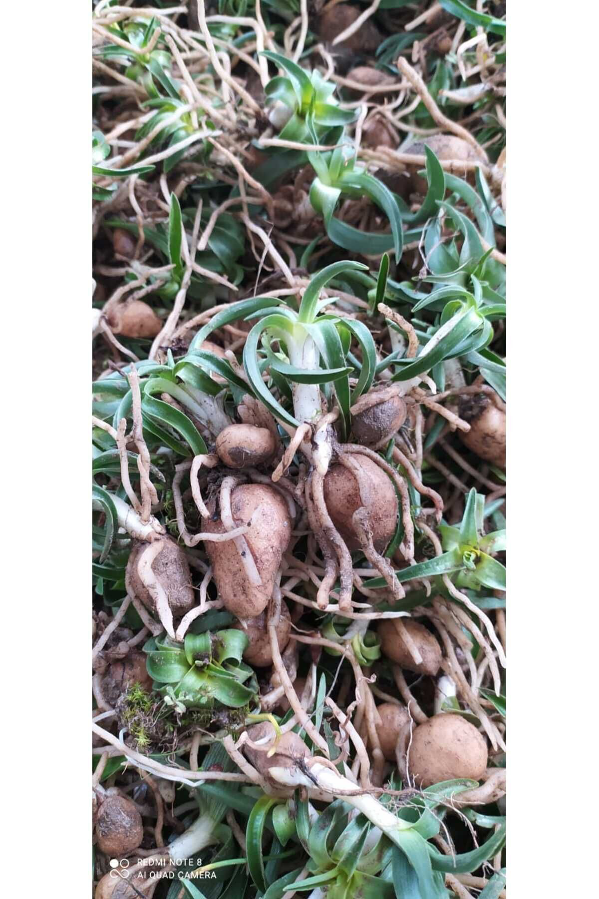 Hınzır Salep Yumrusu 15 Adet