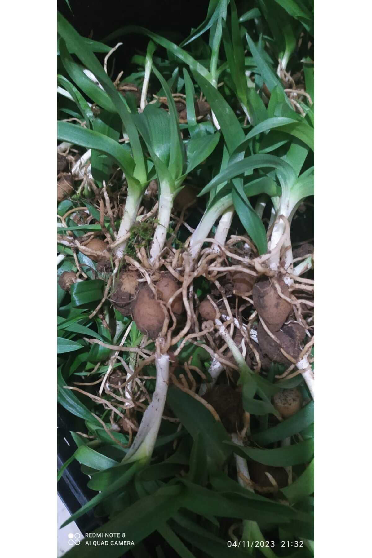 Hınzır Salep Yumrusu 15 Adet