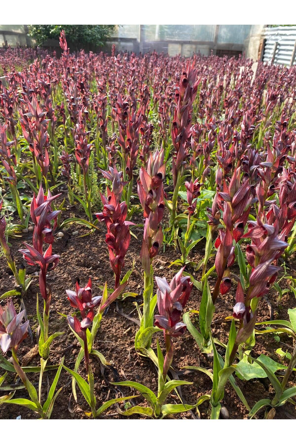 Lider Salep Salep Yumrusu | 150 Adet | Organik Salep Yumrusu & Doğal Salep To