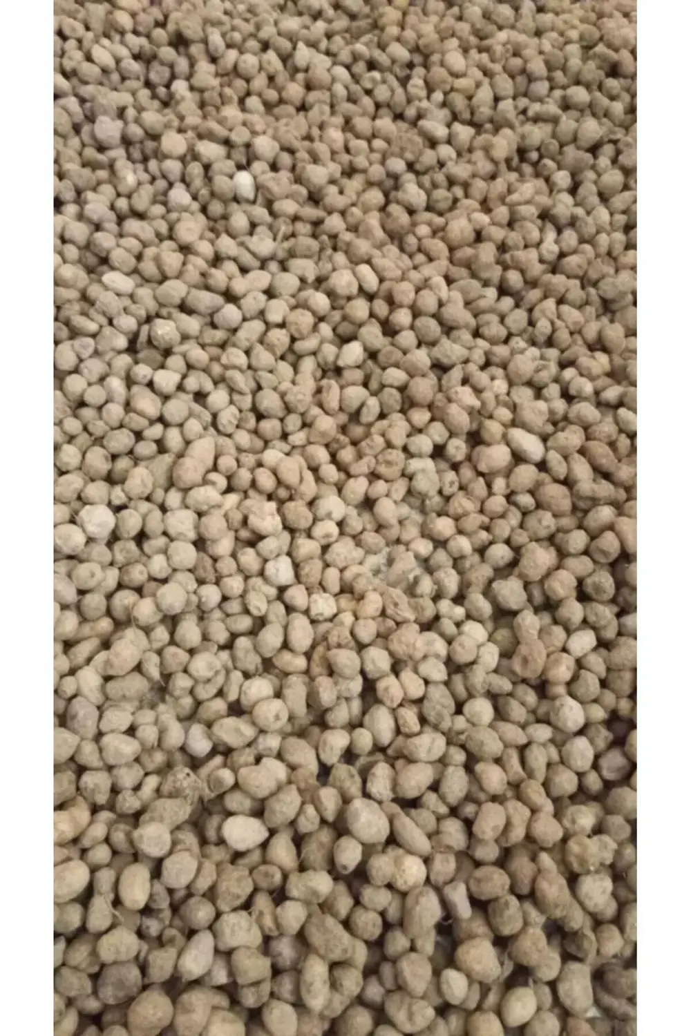 Salep Yumrusu 200 Ad Serapies,arılı,kum Salep Yumru Gönderimi Yap
