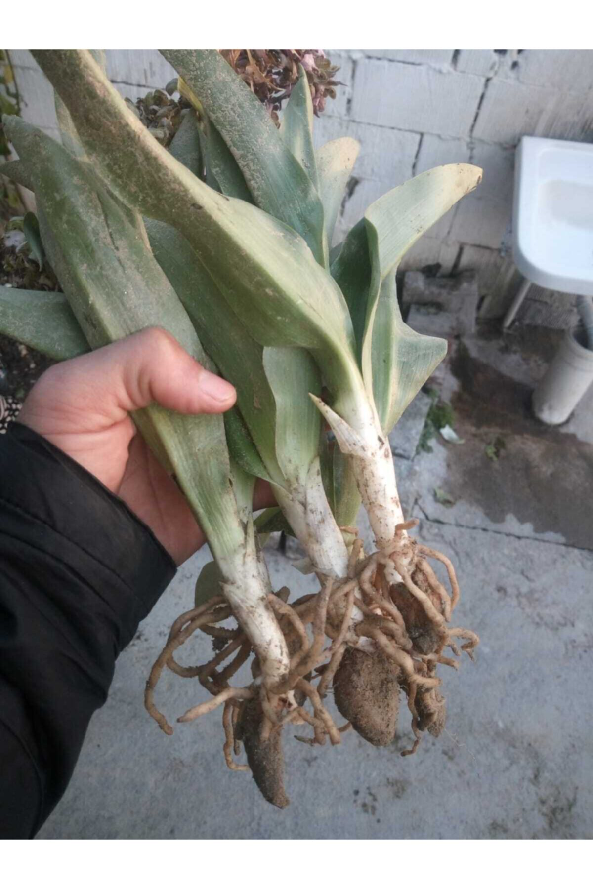 Alanyatropikal Salep Yumrusu Tohumu 30 Adet