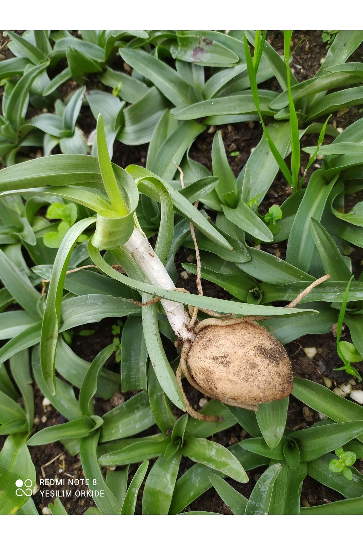 Hınzır Salep Yumrusu Yeni Sezon Yavru Yumru 50 Adet