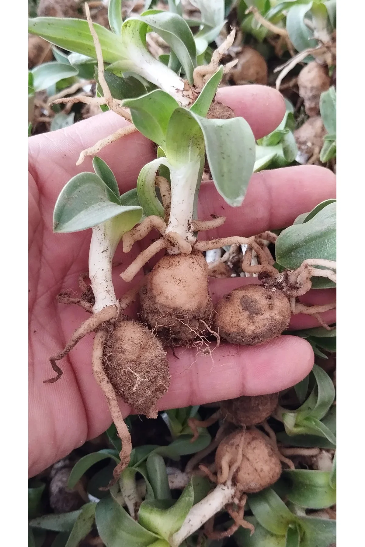 Salep Yumrusu110 Adet