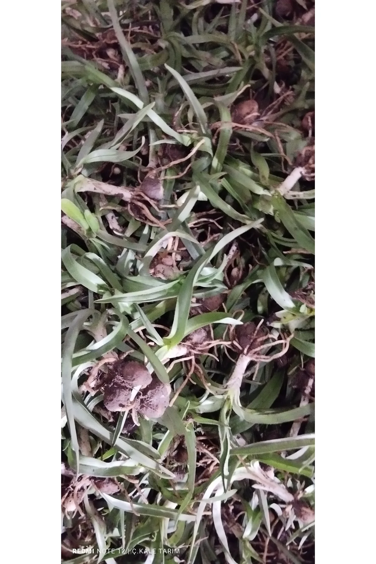 Salep Yumrusu110 Adet