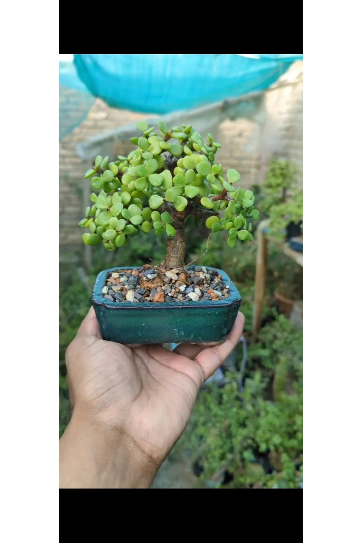 Salon Bitkisi Bonsai Ağacı Granit Saksıda Salon Bitkisi Bonsai Ağacı Granit Saksıda - Görsel 4