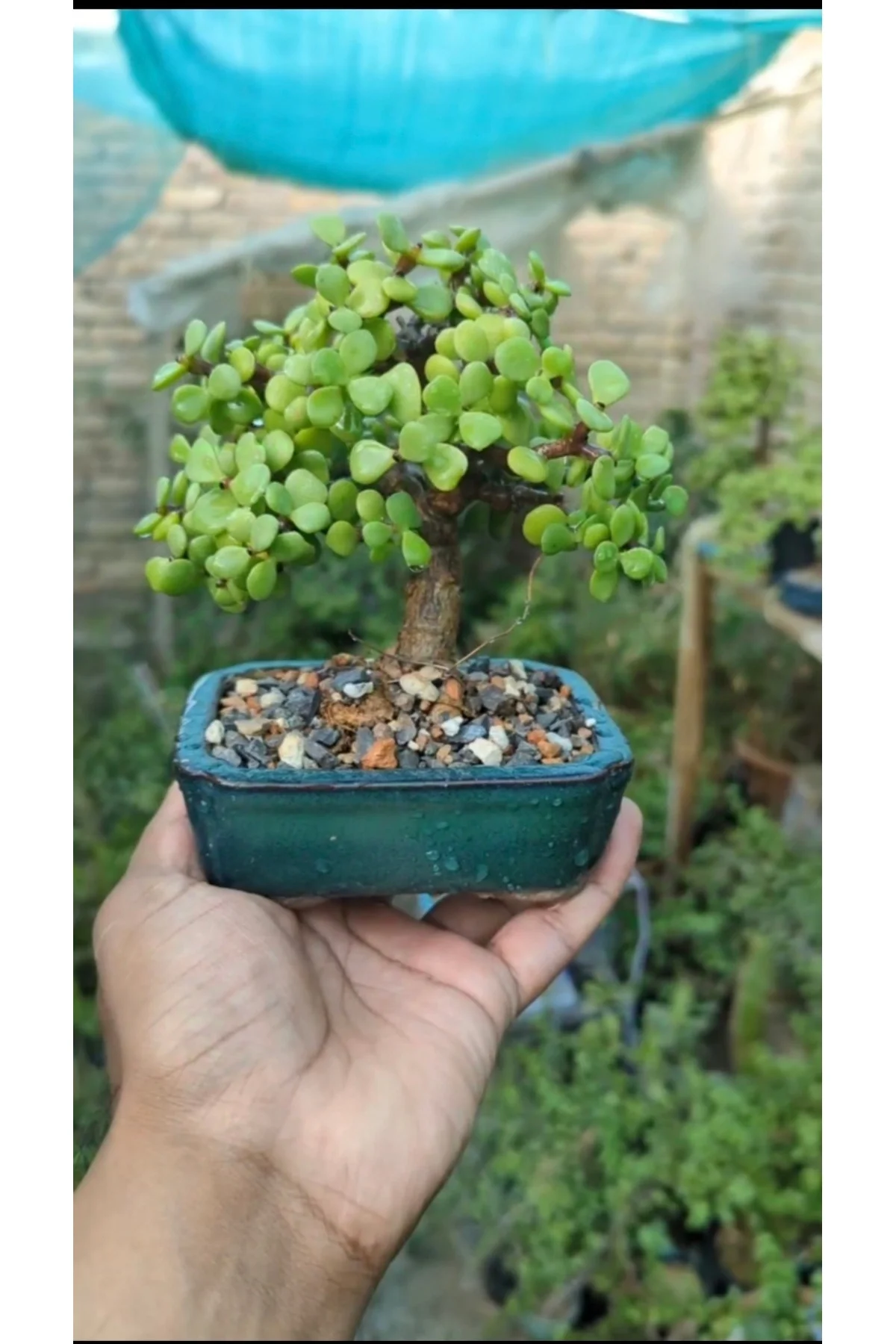 Salon Bitkisi Bonsai Ağacı Granit Saksıda Salon Bitkisi Bonsai Ağacı Granit Saksıda - Görsel 3