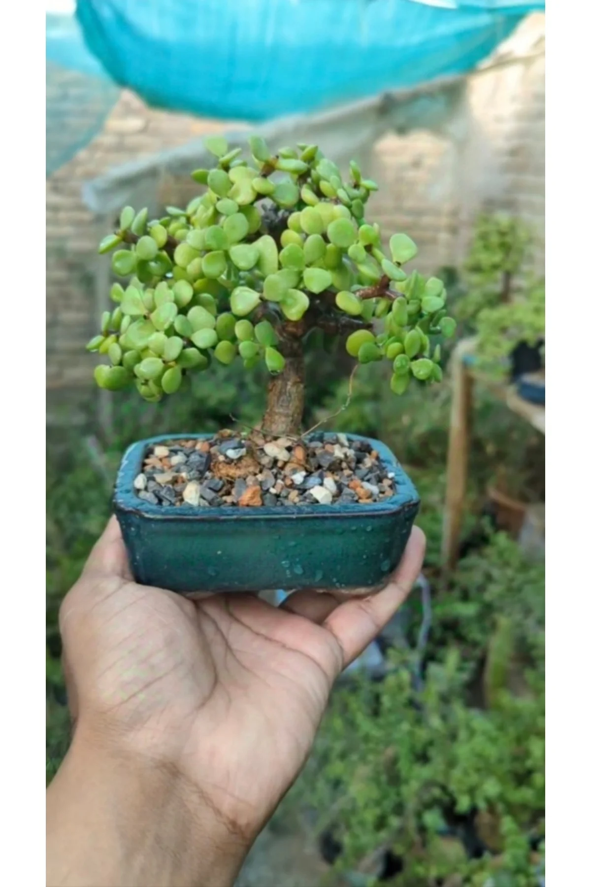 Salon Bitkisi Bonsai Ağacı Granit Saksıda Salon Bitkisi Bonsai Ağacı Granit Saksıda