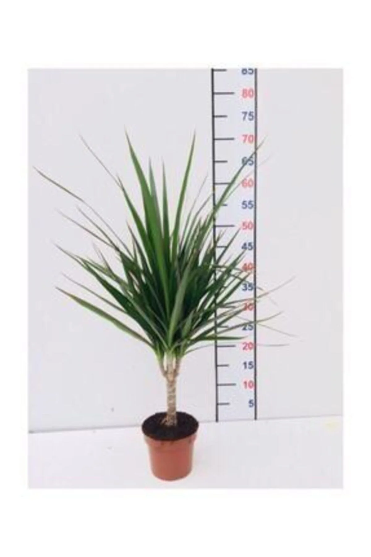 Salon Çiçeği, Dracaena Marginata 3-4 Dallı