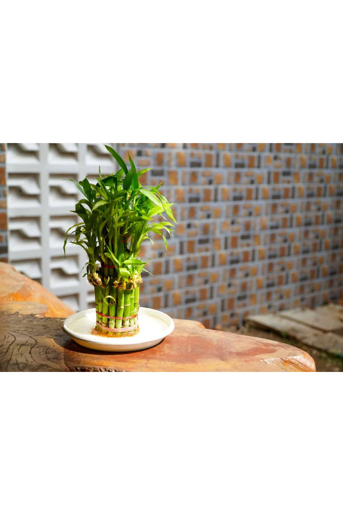 Şans Bambusu Tohumu - lucky bamboo - 5 adet Fiyatı, Yorumları ve Özellikleri