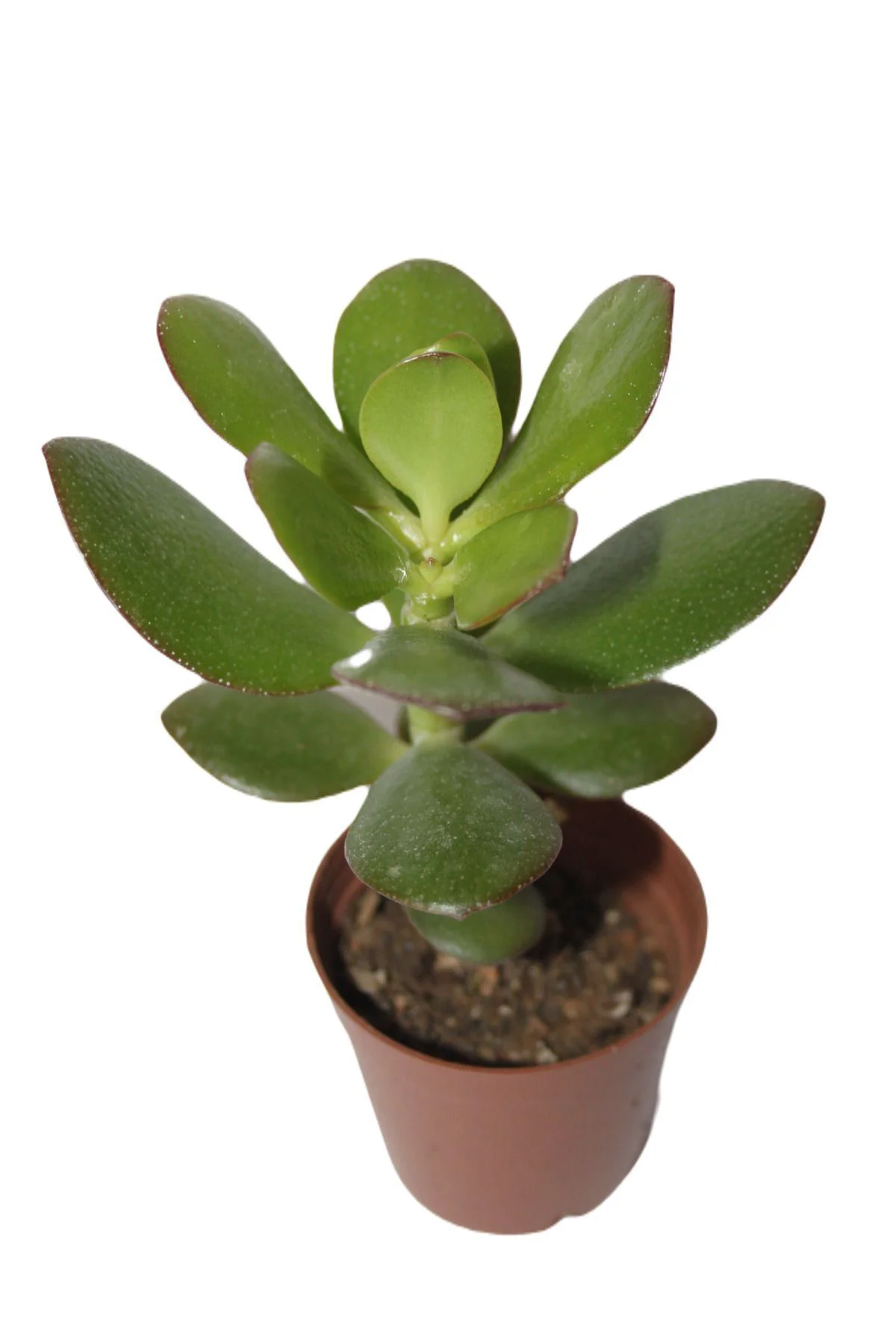 Şans ve Para Çiçeği Crassula Ovata Tekli 5.5 cm Saksıda