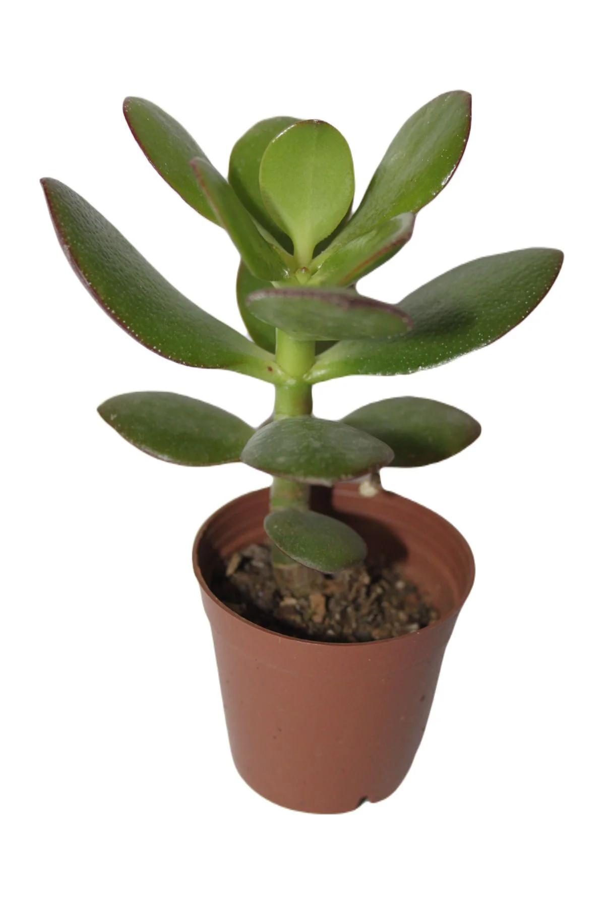 Şans ve Para Çiçeği Crassula Ovata Tekli 5.5 cm Saksıda
