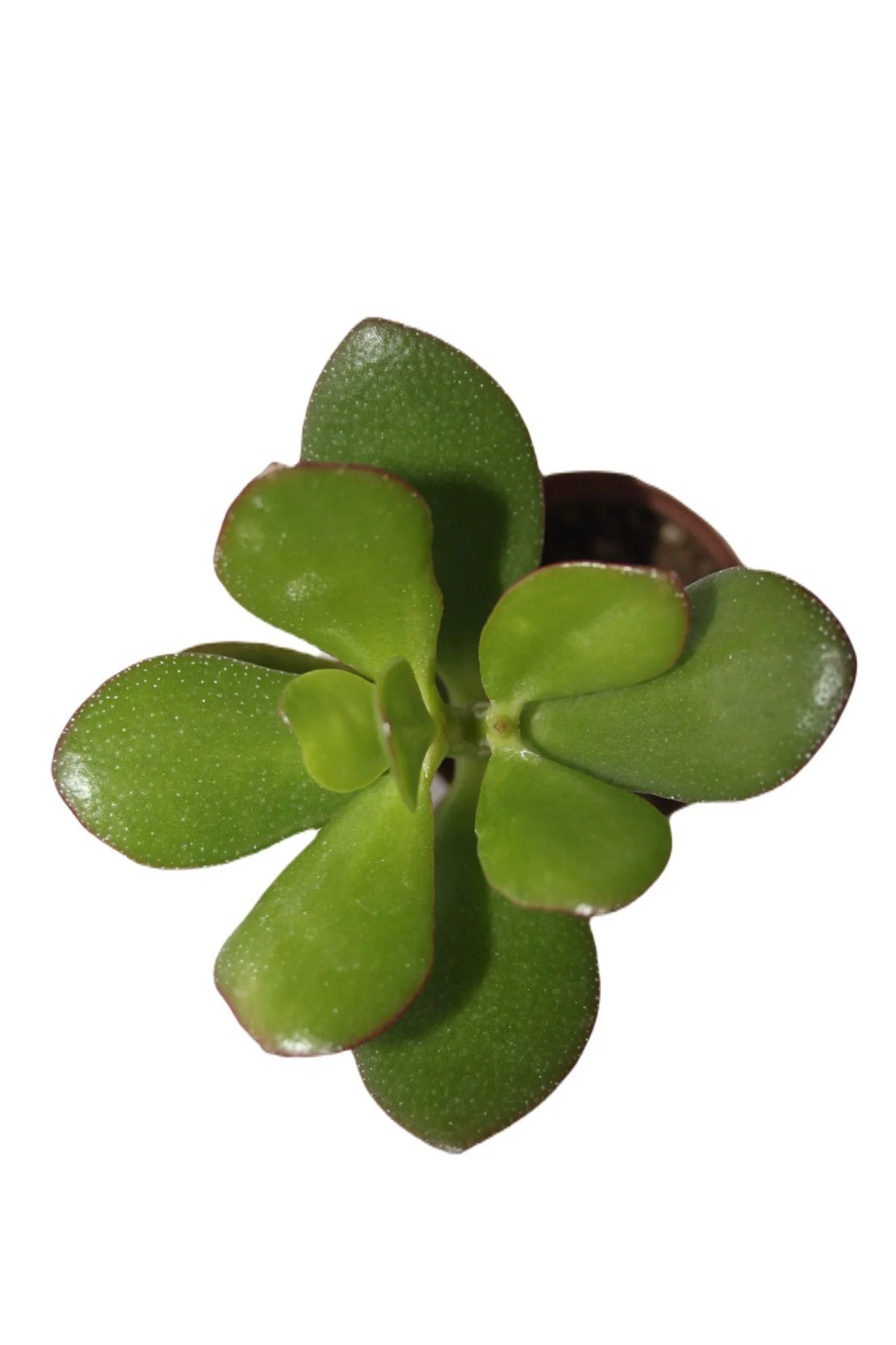 Şans ve Para Çiçeği Crassula Ovata Tekli 5.5 cm Saksıda