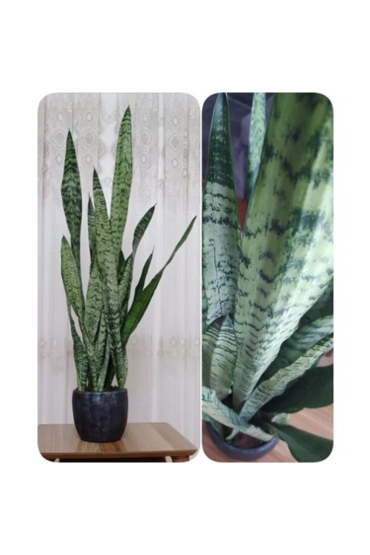 Sansevaria Peygamber Kılıç Çiçeği Paşa Kılıcı 45-55 cm