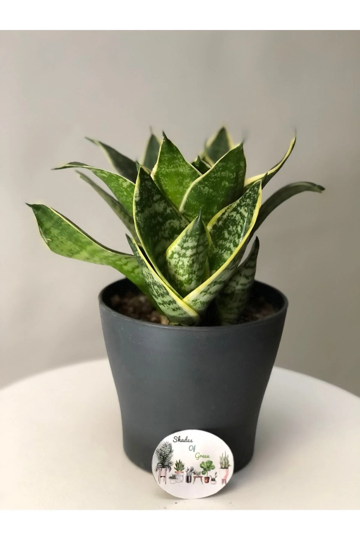 Sanseveria Bodur Sarı Kılıç Çiceği Fidanı 10-20 cm - Görsel 2