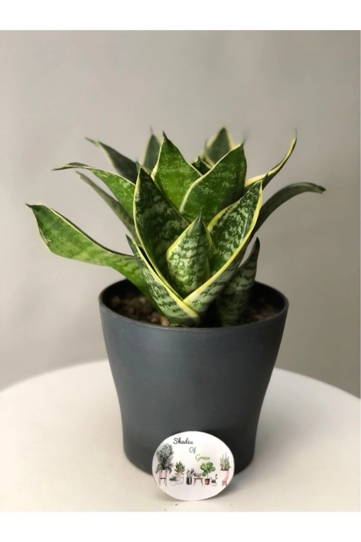 Sanseveria Bodur Sarı Kılıç Çiceği Fidanı 10-20 cm Fiyatı, Yorumları ve Özellikleri