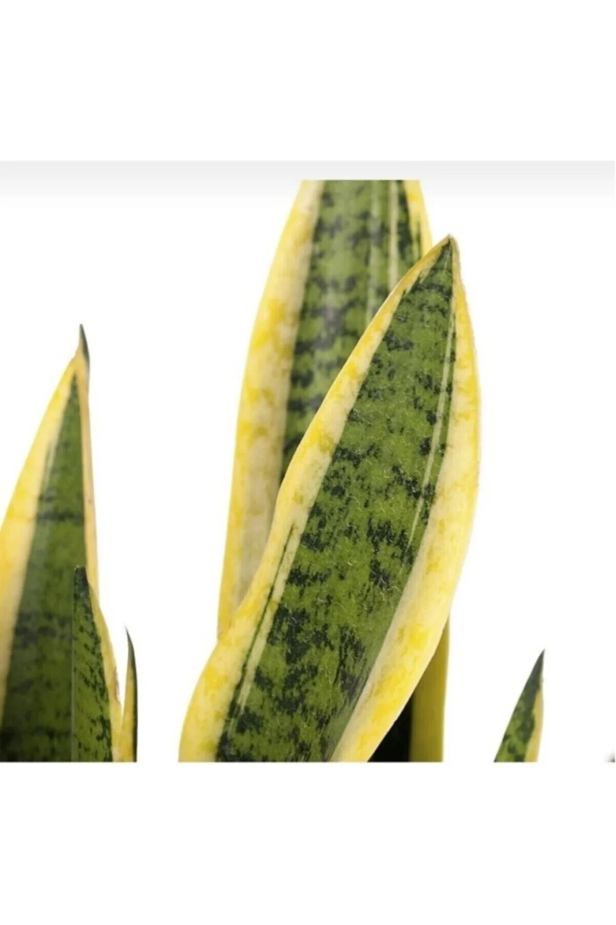 Sanseveria Bodur Sarı Kılıç Çiceği Fidanı 10-20 cm Fiyatı, Yorumları ve Özellikleri