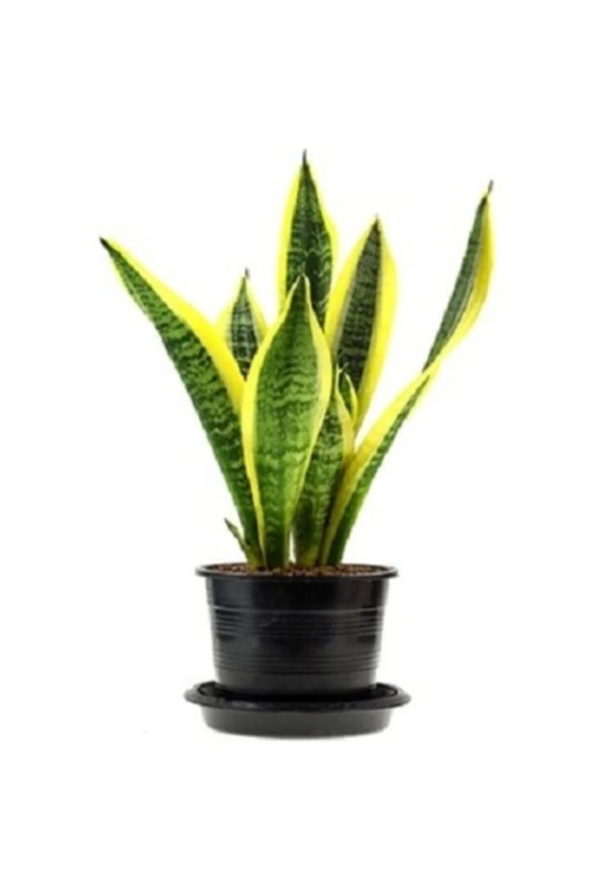Sanseveria Bodur Sarı Kılıç Çiceği Fidanı 10-20 cm Fiyatı, Yorumları ve Özellikleri