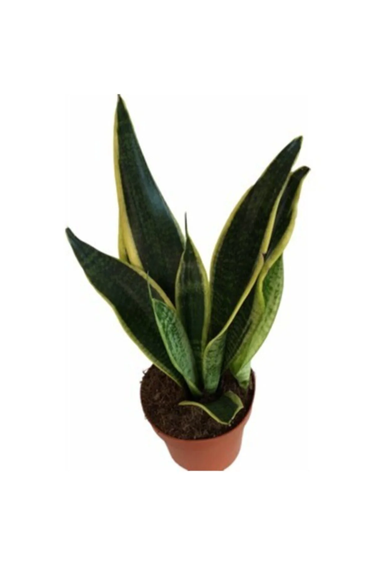 Sanseveria Paşa Kılıcı