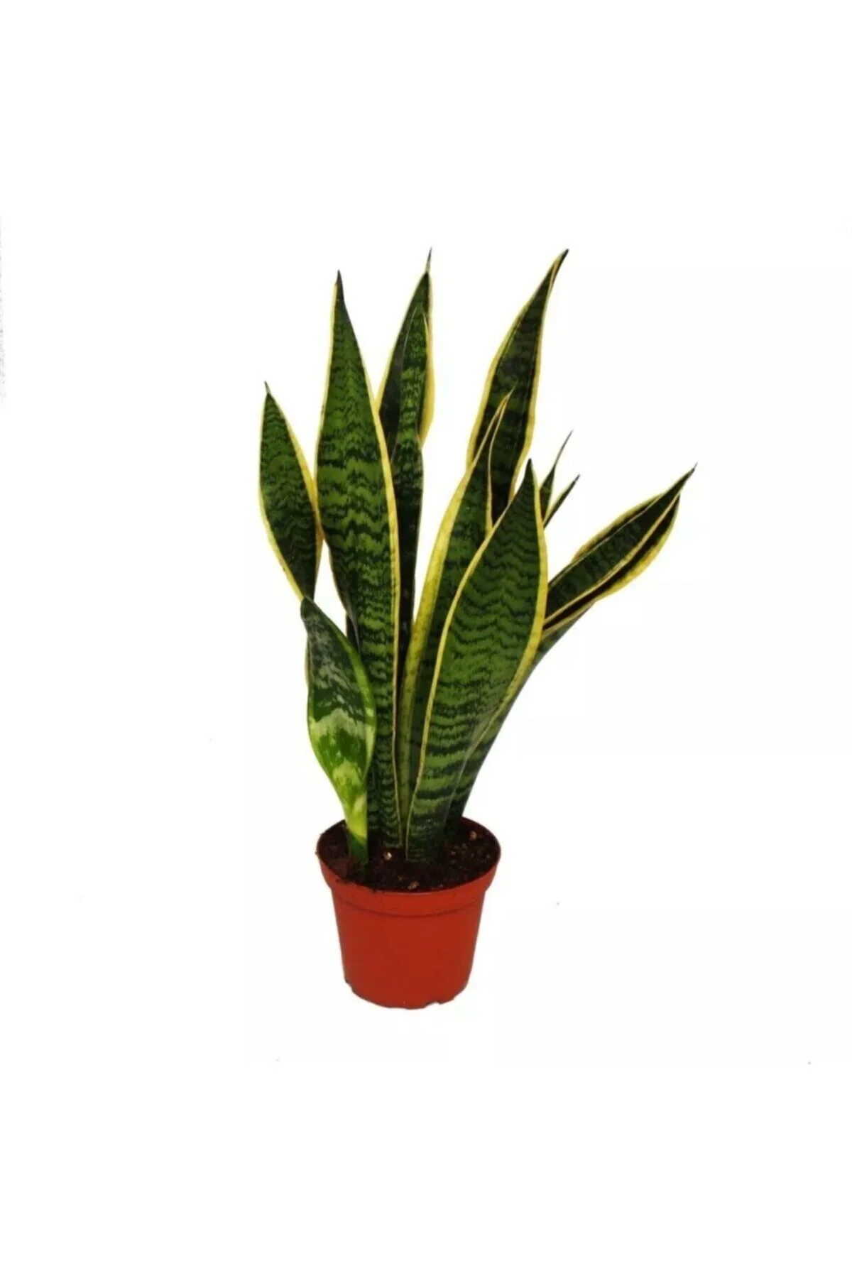 Sanseveria Paşa Kılıcı