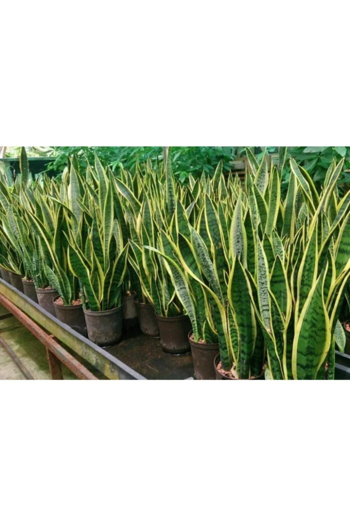 Sanseveria Paşa Kılıcı - Görsel 3