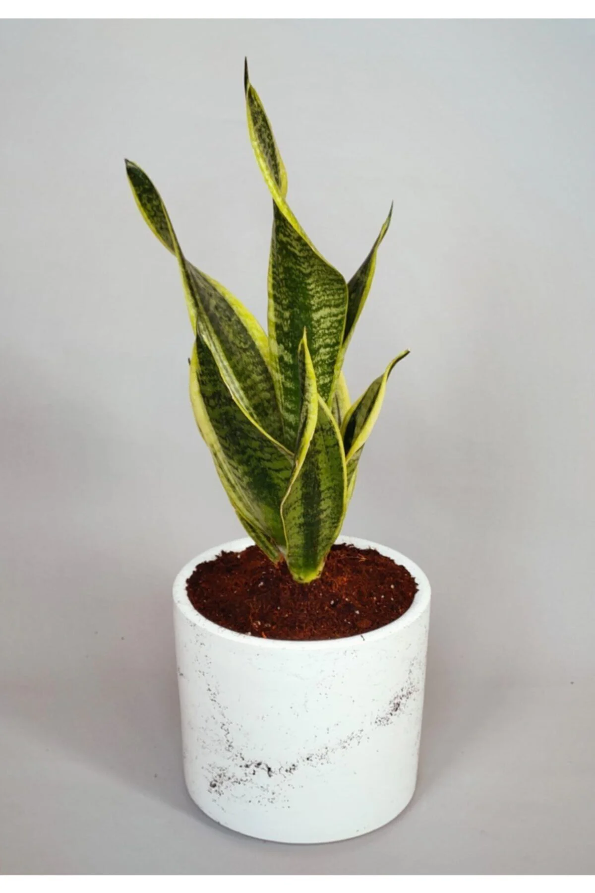 Sansevieria - Paşa Kılıcı - Görsel 2