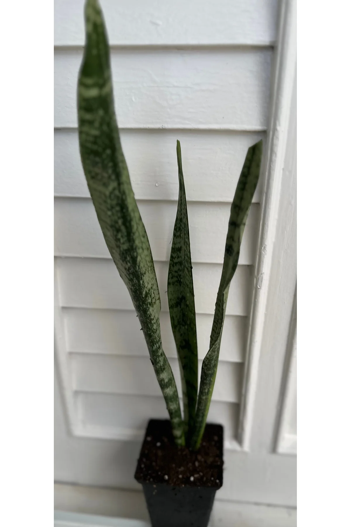 Sansevieria Paşa Kılıcı Yeşil Yapraklı