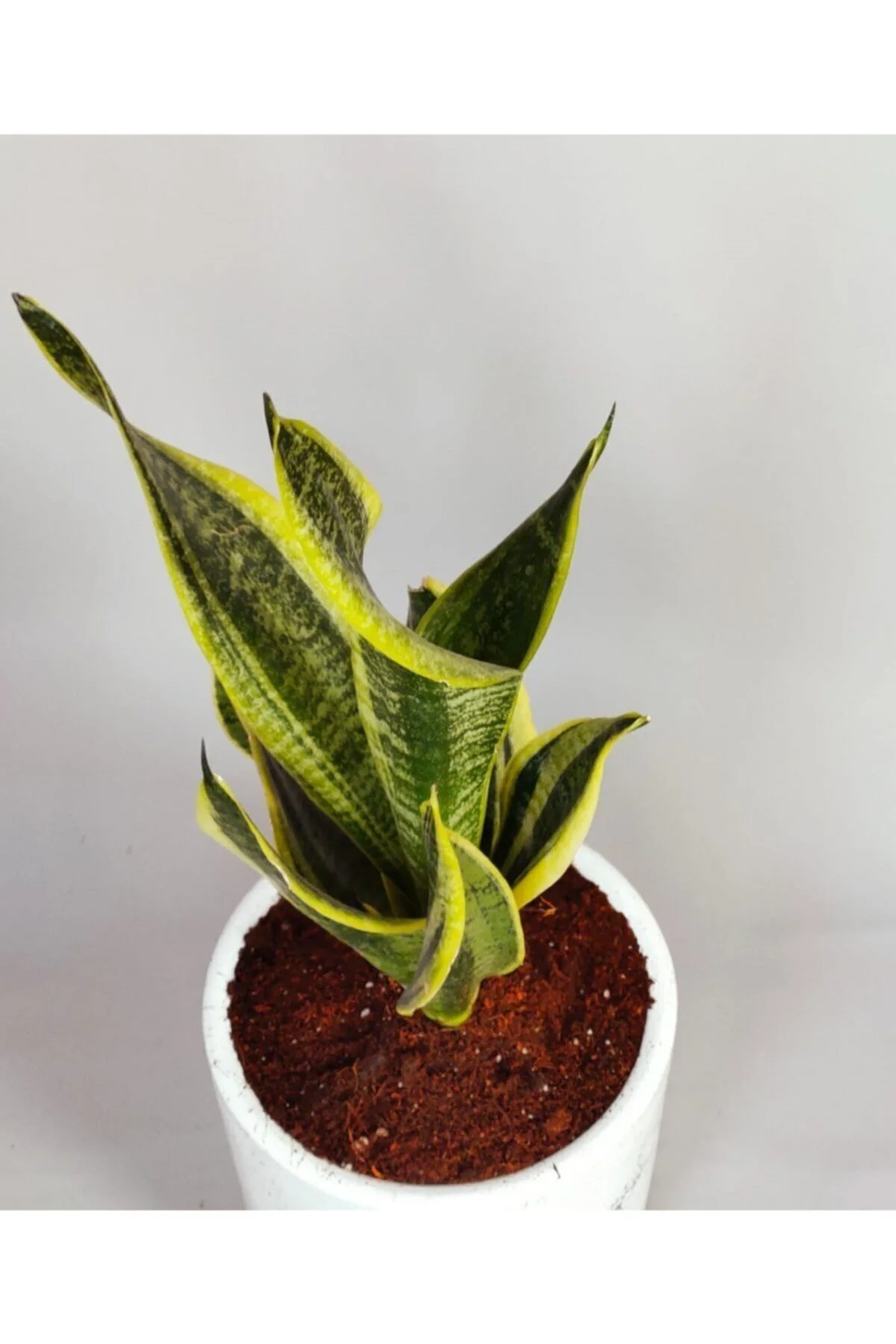 Sansevieria - Paşa Kılıcı - Görsel 3