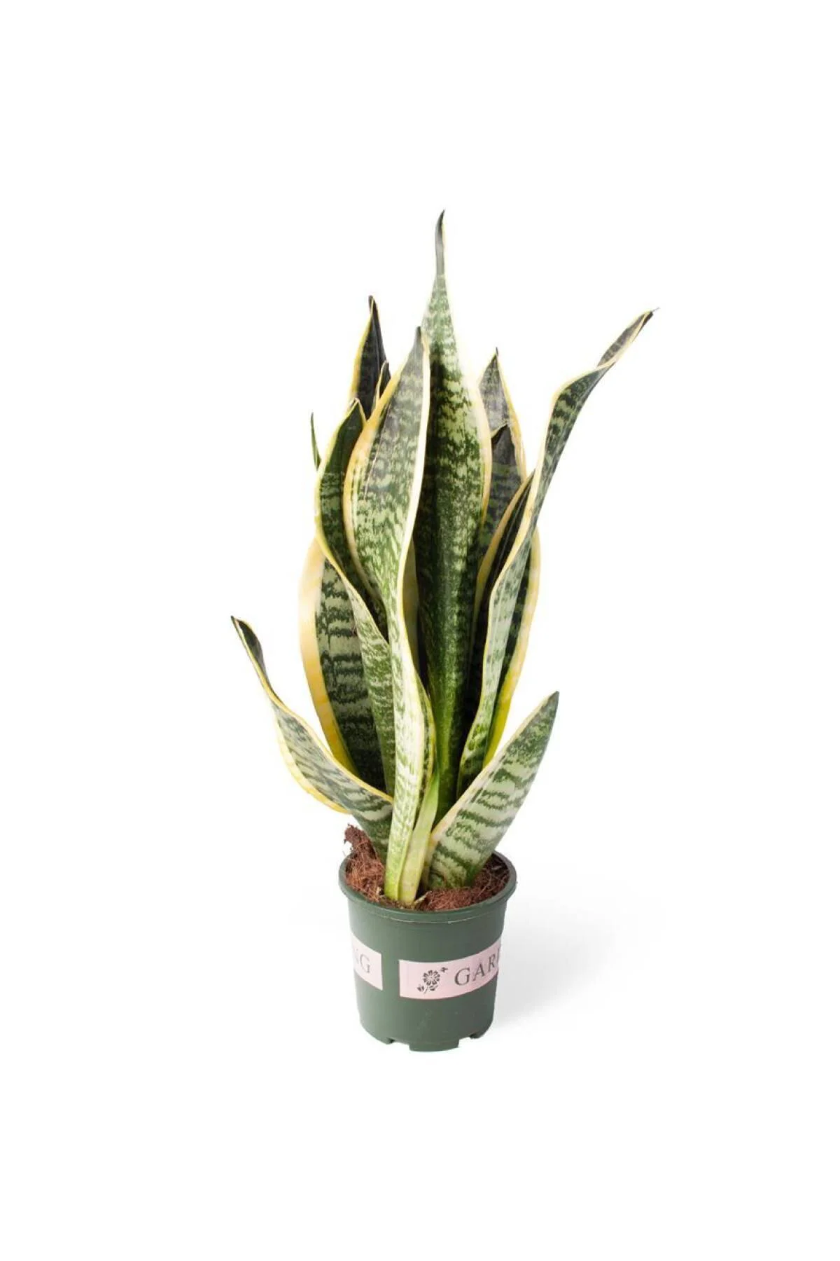 Sansevieria Trifasciata | Paşa Kılıcı (yerli) 12cm Ø