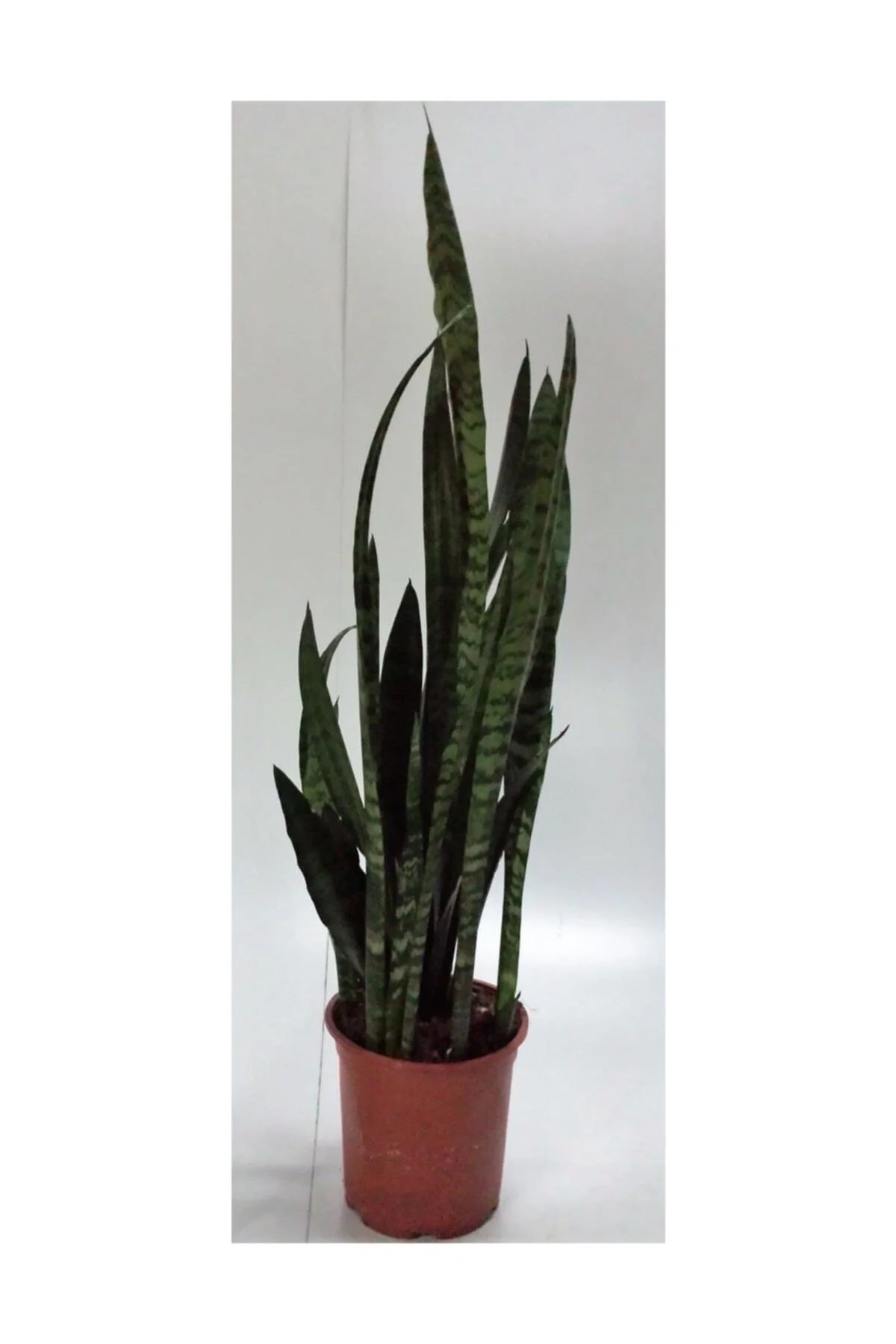 Sansevieria Trifasciata Q17 70cm