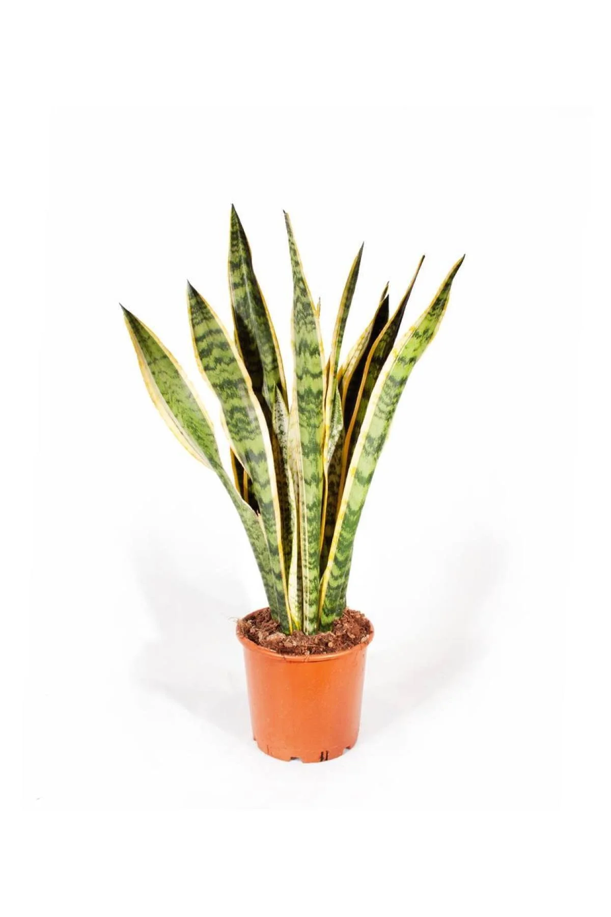 Sansevieria Trifasciata (yerli) 21cm Ø H:80