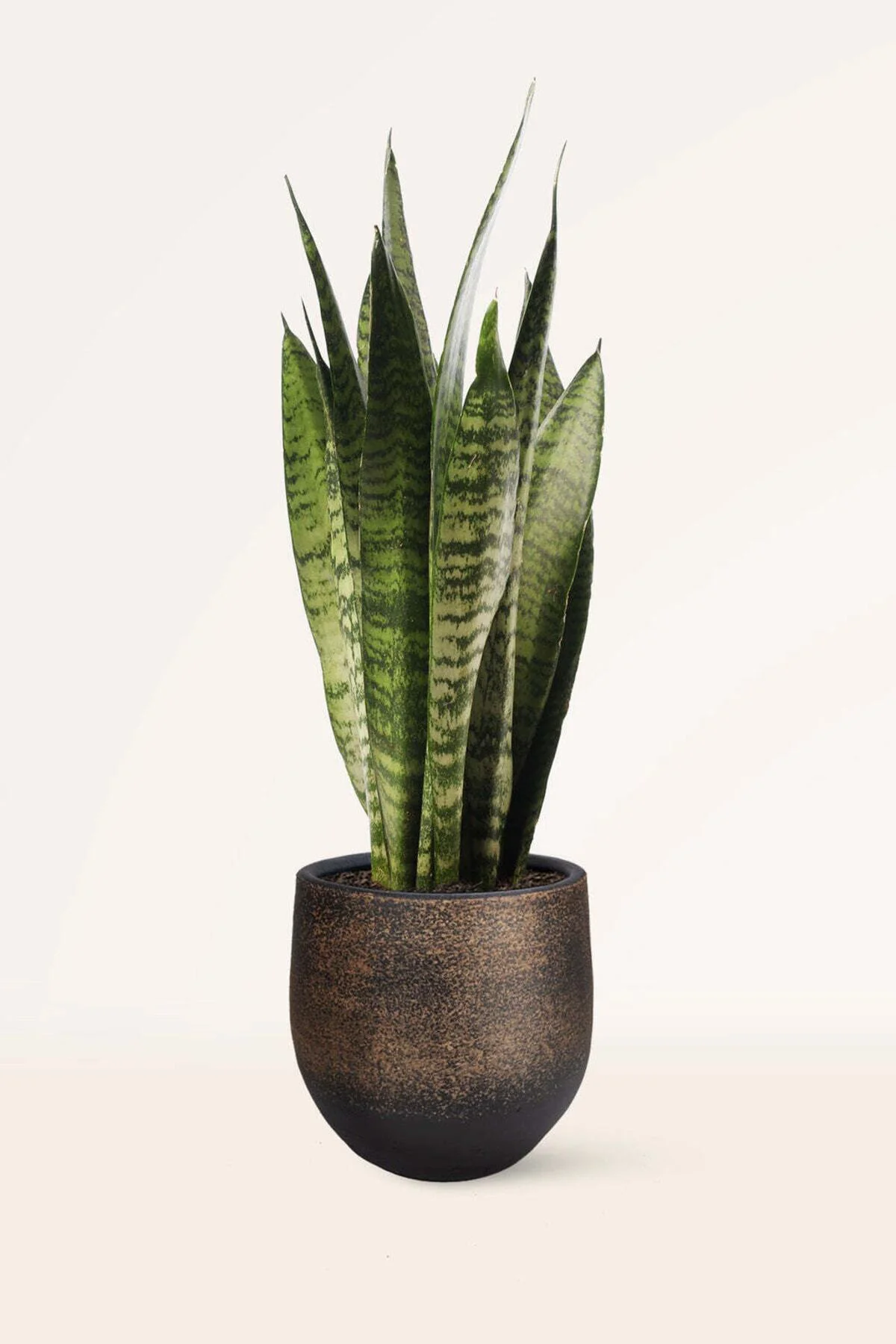 Sansevieria Zeylanica Ithal Paşa Kılıcı Kılıç Çiçeği