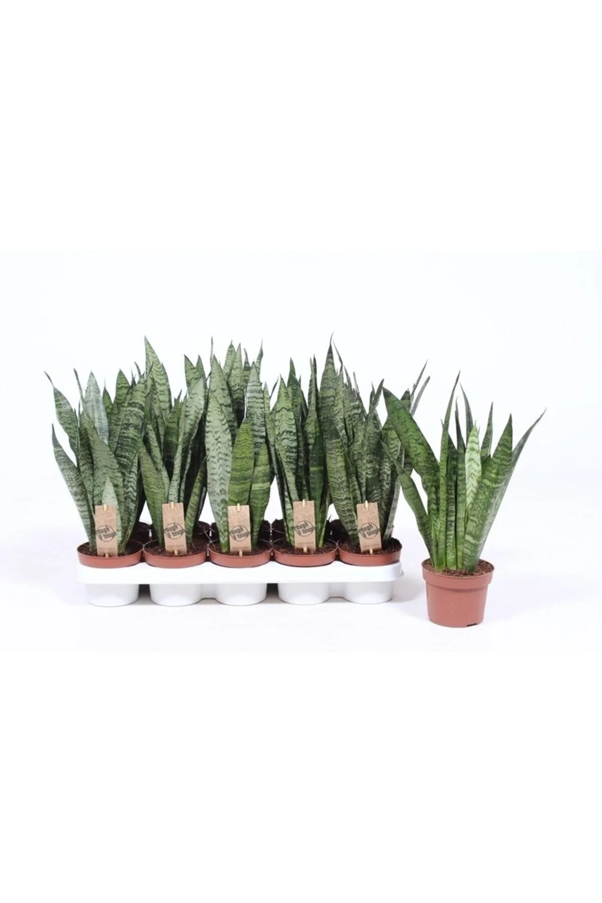Sansevieria Zeylanica Ithal Paşa Kılıcı Kılıç Çiçeği