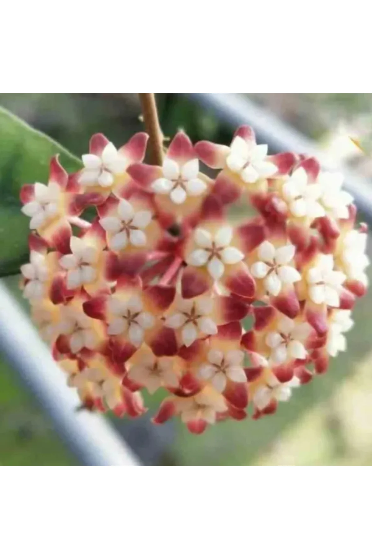 Şarap Kırmızısı Yıldız Mum Çiçeği (Hoya carnosa 'Rubra Stellata') Şarap Kırmızısı Yıldız Mum Çiçeği (Hoya carnosa 'Rubra Stellata') - Görsel 5
