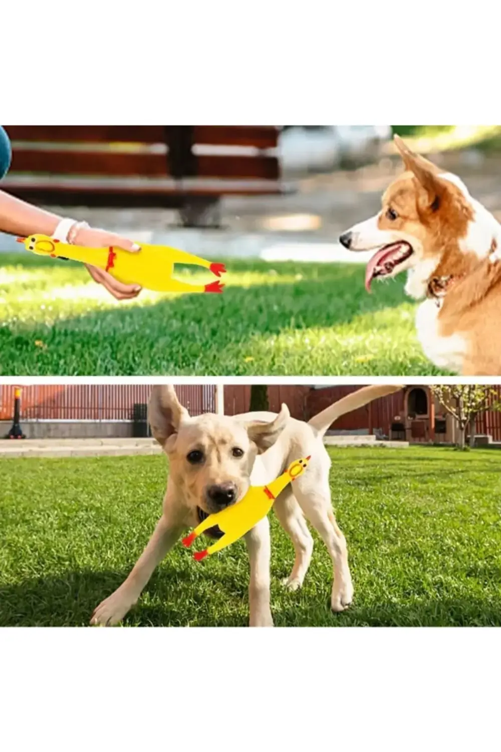 Sarı 30 CM Evcil Köpek Oyuncakları Çığlık Atan Tavuk
