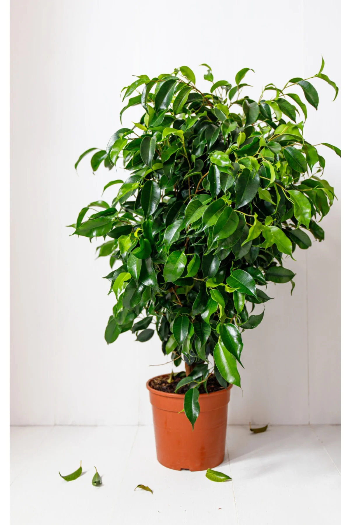 Sarı Alacalı Ficus - Ficus Benjamin Golden King - Görsel 2