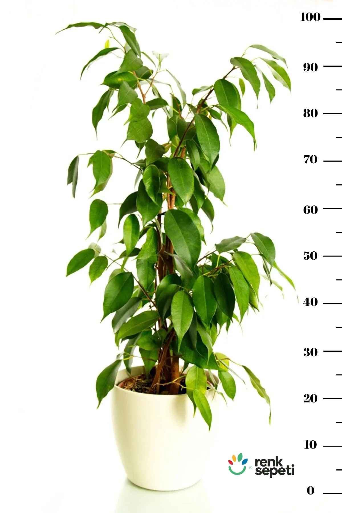 Sarı Alacalı Ficus - Ficus Benjamin Golden King - Görsel 4