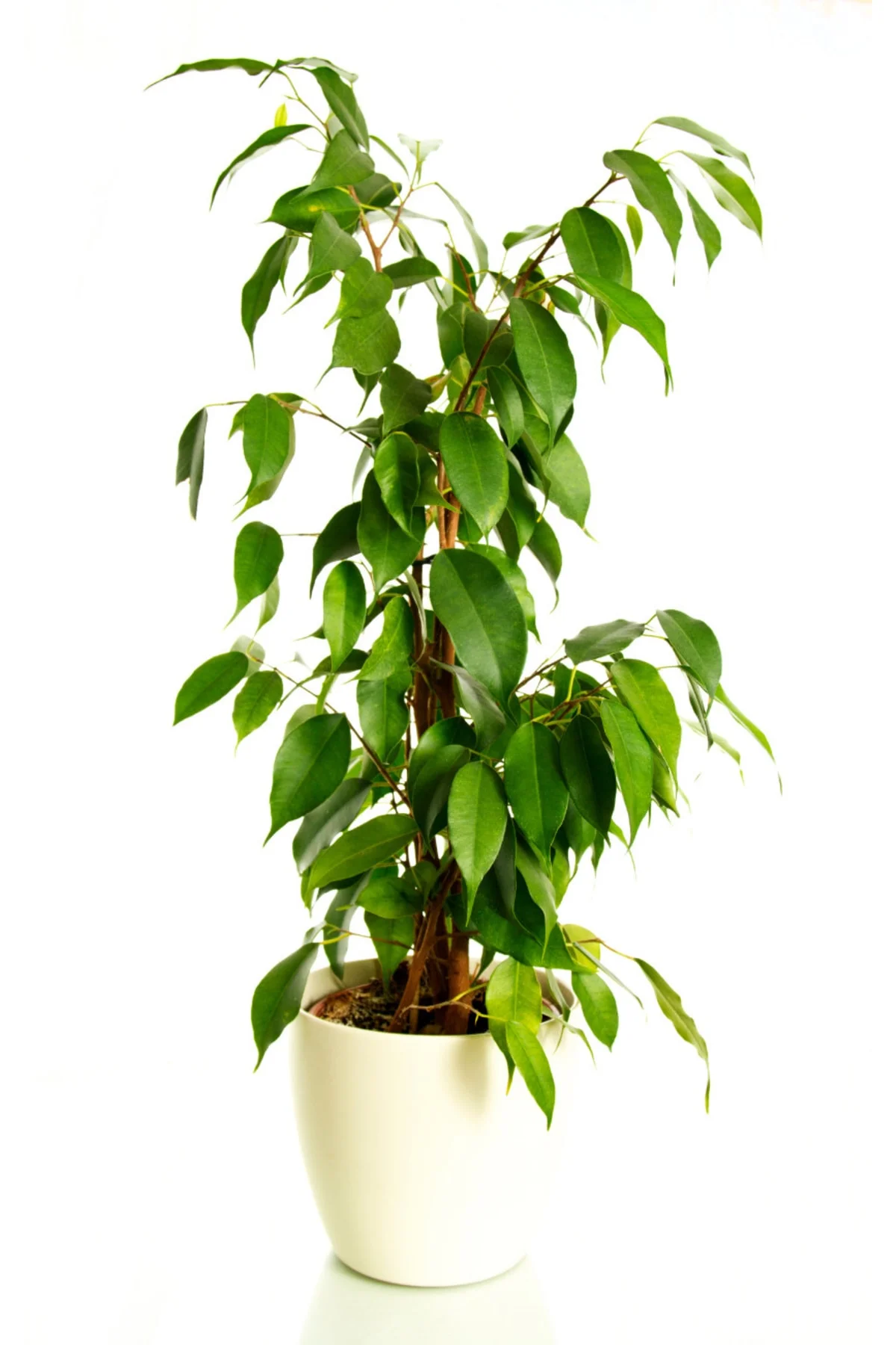 Sarı Alacalı Ficus - Ficus Benjamin Golden King - Görsel 3